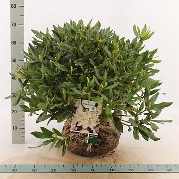 Rhododendron 'Cunningham's White'
