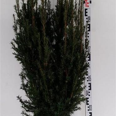 Taxus media ' Rising Star' 