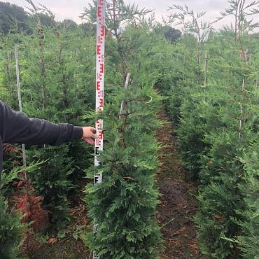 Cupressocyparis leylandii