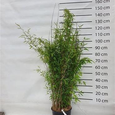 Fargesia nitida'Volcano'