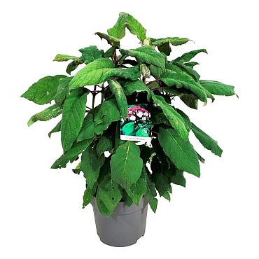 Hydrangea asp. 'Macrophylla'