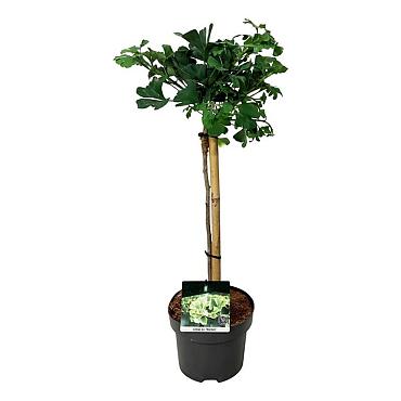 Ginkgo biloba 'Mariken'