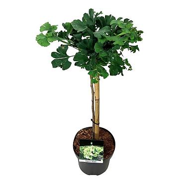 Ginkgo biloba 'Mariken'