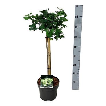 Ginkgo biloba 'Mariken'