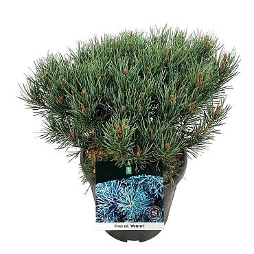 Pinus sylvestris 'Watereri'