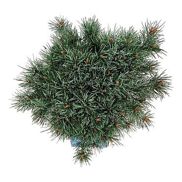 Pinus sylvestris 'Watereri'