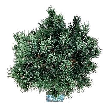 Pinus sylvestris 'Watereri'