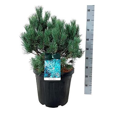 Pinus sylvestris 'Watereri'