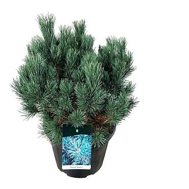Pinus sylvestris 'Watereri'