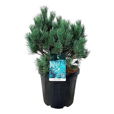 Pinus sylvestris 'Watereri'