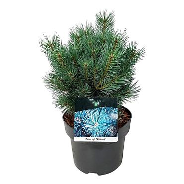 Pinus sylvestris 'Watereri'