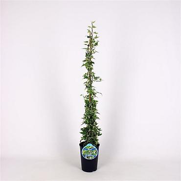 Hedera hel. 'White Ripple'