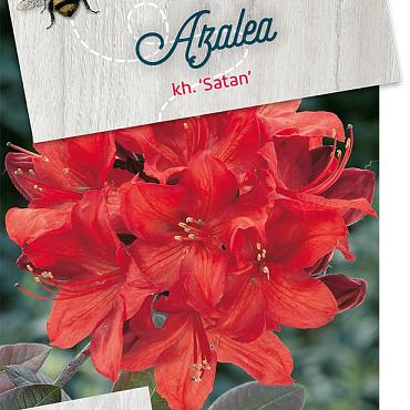 Rhododendron (AK) 'Satan'