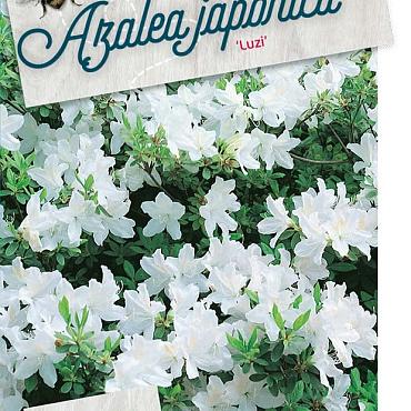 Rhododendron (AZ) 'Luzi'