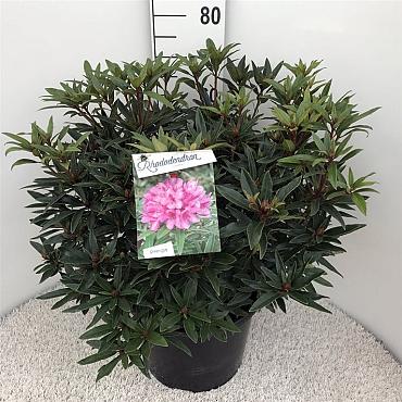 Rhododendron (P) 'Graziella'