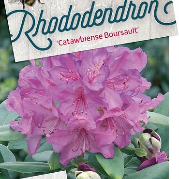 Rhododendron 'Catawb. Boursault'