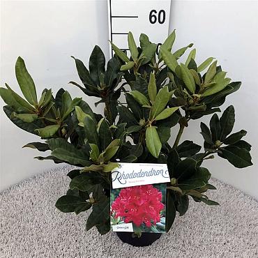 Rhododendron 'Nova Zembla'
