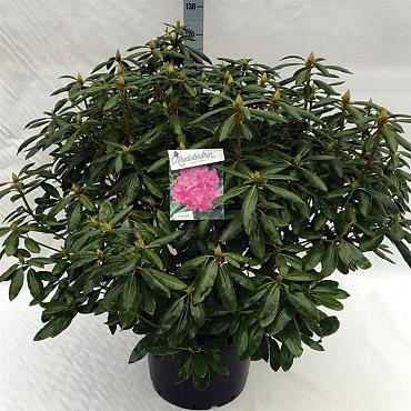 Rhododendron 'Roseum Elegans'