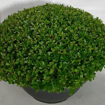 Rhododendron (AJ) 'Purple Splendor'