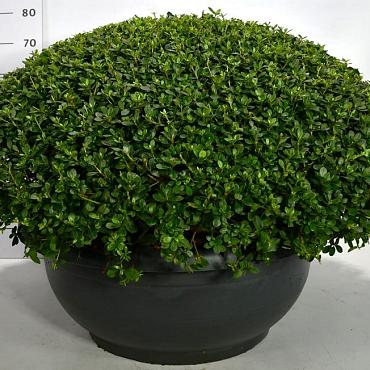 Rhododendron (AJ) 'Purple Splendor'