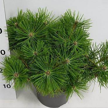 Pinus densiflora 'Jane Kluis'