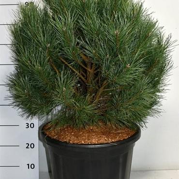 Pinus sylvestris 'Watereri'