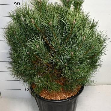 Pinus sylvestris 'Watereri'
