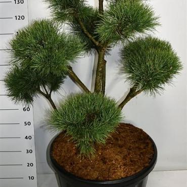 Pinus sylvestris 'Watereri'
