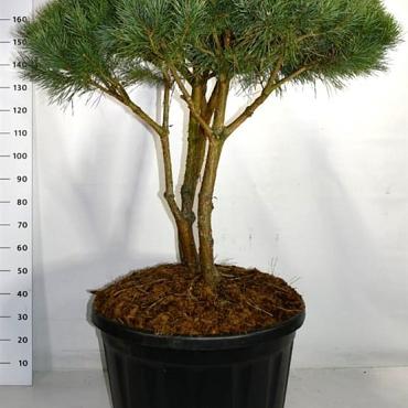 Pinus sylvestris 'Watereri'