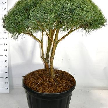 Pinus sylvestris 'Watereri'
