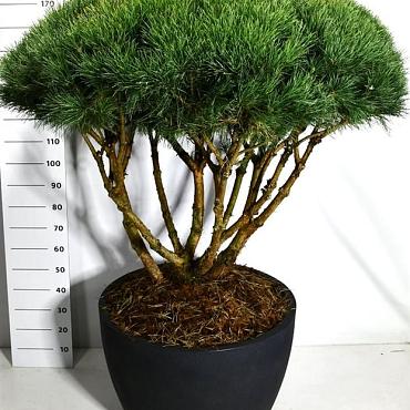 Pinus sylvestris 'Watereri'