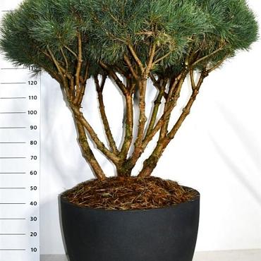 Pinus sylvestris 'Watereri'