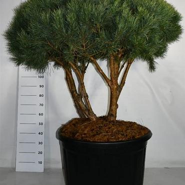 Pinus sylvestris 'Watereri'