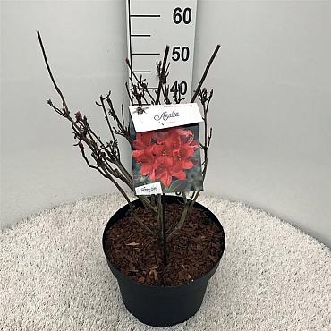 Rhododendron (AK) 'Satan'