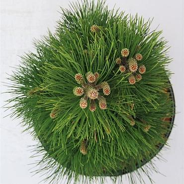 Pinus nigra 'Green Tower'