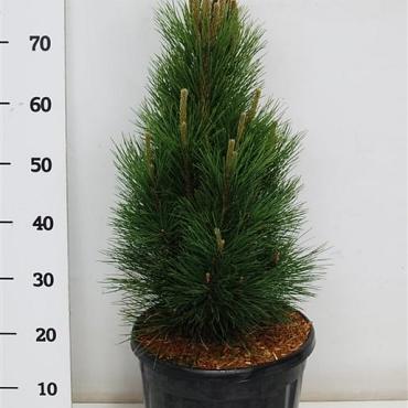 Pinus nigra 'Green Tower'
