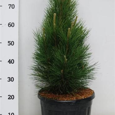 Pinus nigra 'Green Tower'