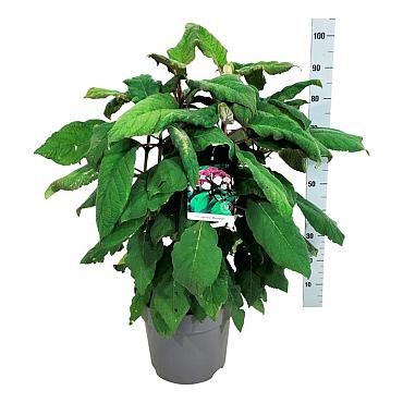 Hydrangea asp. 'Macrophylla'