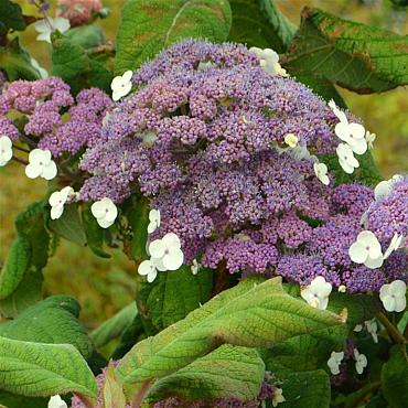Hydrangea asp. 'Macrophylla'