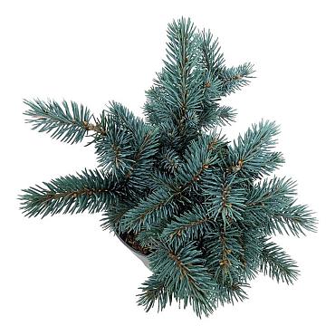 Picea pungens 'Karpaten'