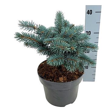 Picea pungens 'Karpaten'