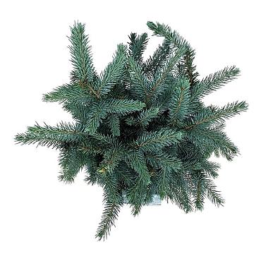Picea pungens 'Karpaten'