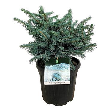 Picea pungens 'Karpaten'