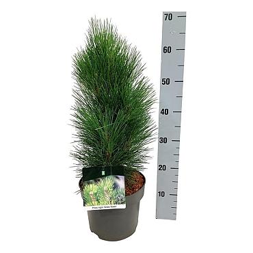 Pinus nigra 'Green Tower'