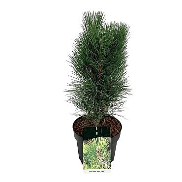 Pinus nigra 'Green Tower'