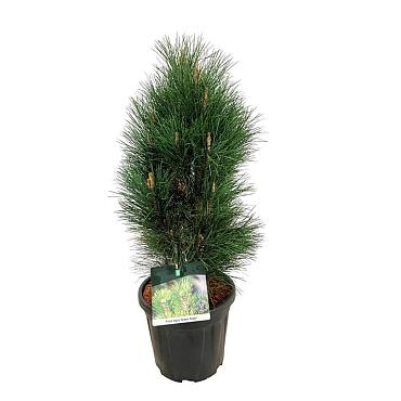Pinus nigra 'Green Tower'