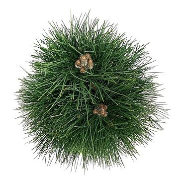 Pinus nigra 'Green Tower'