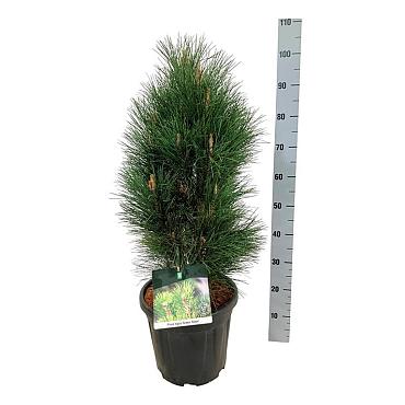 Pinus nigra 'Green Tower'