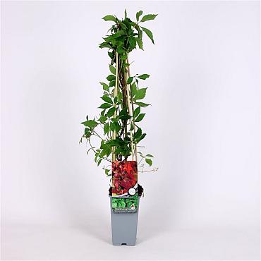 Parthenocissus quinq.engelmannii Parthenocissus quinq. engelmannii