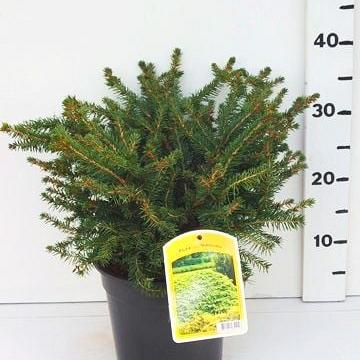Picea abies 'Nidiformis'